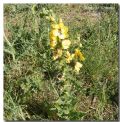 Verbascum creticum